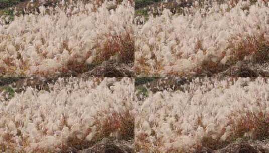 江南秋天田园湿地芦苇升格空镜高清在线视频素材下载