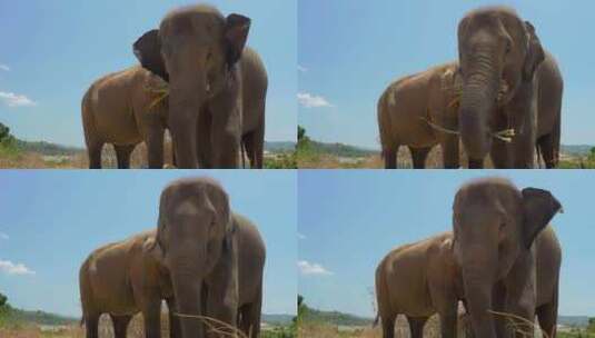 大象吃东西高清在线视频素材下载