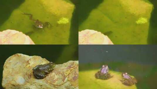 青蛙跳跃弹跳大自然湿地池塘高清在线视频素材下载