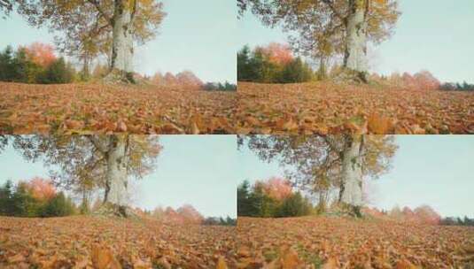秋天树下的落叶高清在线视频素材下载