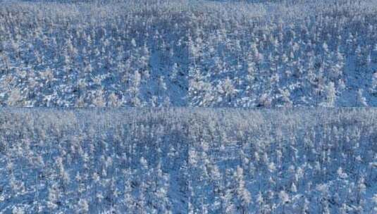 鸟瞰林海雪原雪林高清在线视频素材下载