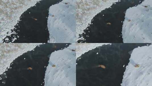 不冻河的牛高清在线视频素材下载