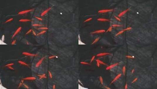 徽派古建筑水池红鱼游动空镜高清在线视频素材下载
