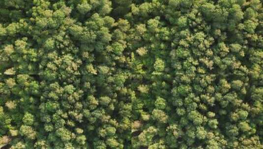 鸟瞰图夏季森林绿色落叶乔木日光下的皇冠高清在线视频素材下载