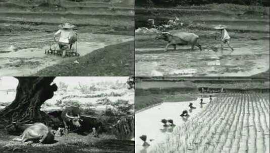 1935年广州干农活的农民高清在线视频素材下载