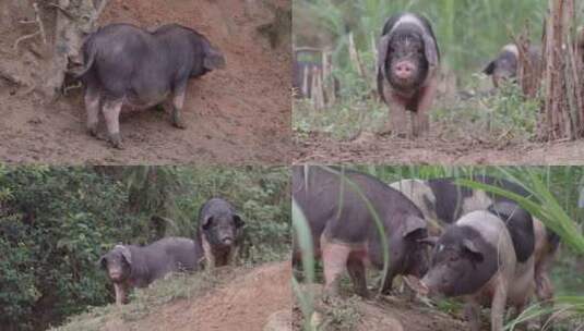 山林里养黑猪高清在线视频素材下载