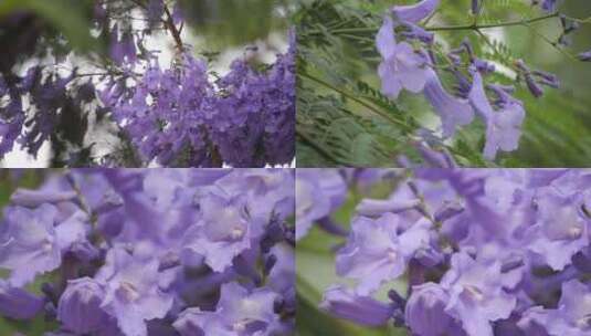 1080P高清特写昆明五月份盛开蓝花楹高清在线视频素材下载