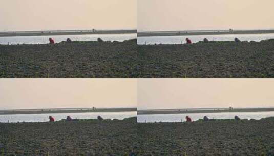 湛江海边退潮后滩涂海滩赶海捡海蛎子的渔民高清在线视频素材下载