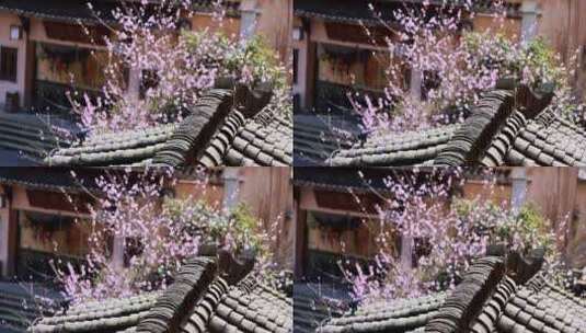 春天古风建筑旁盛开的桃花高清在线视频素材下载