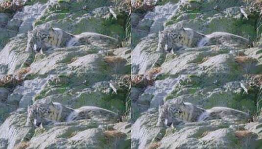 雪豹在温暖的岩石上打盹高清在线视频素材下载