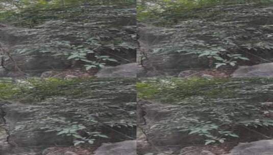 太湖石与南天竹搭配真的是好好看高清在线视频素材下载
