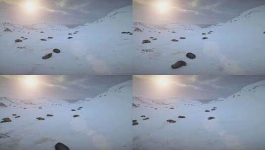 南极洲毛皮海豹群睡觉鸟瞰图高清在线视频素材下载
