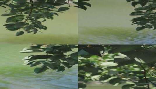 晴天风吹动水边树叶高清在线视频素材下载