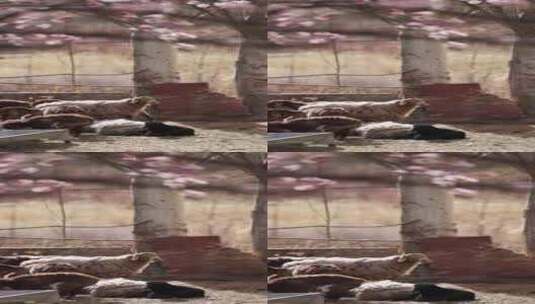 新疆杏花村羊圈里的一群小羊羔高清在线视频素材下载