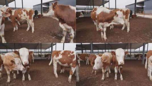 现代农场肉牛养殖农业畜牧动物饲养牛肉高清在线视频素材下载