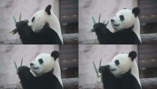 4K-开心干饭的大熊猫高清在线视频素材下载
