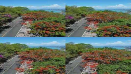 海南三亚城市公园凤凰花治愈唯美慢镜头竖拍高清在线视频素材下载
