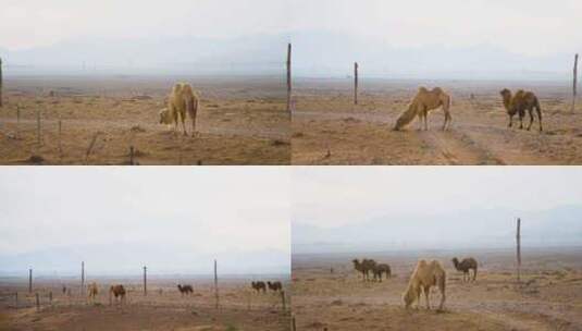 贺兰山脚下的骆驼高清在线视频素材下载