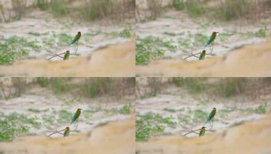 沙地里树枝上美丽的小鸟---栗喉蜂虎高清在线视频素材下载