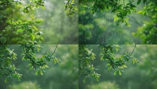 短视频制作自然风格树叶雨水高清在线视频素材下载