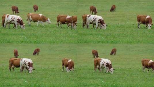 实拍奶牛在田野里放养吃草视频高清在线视频素材下载