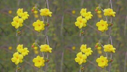 早春迎春花清明花小黄花花簇花瓣花蕊植物高清在线视频素材下载