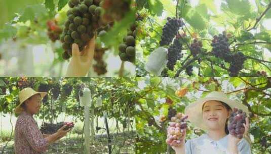 葡萄产地 葡萄收获 采摘 成熟高清在线视频素材下载