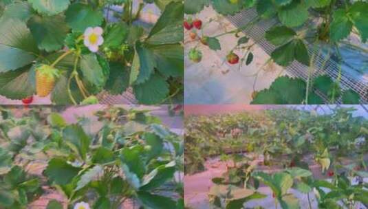 水果草莓采摘高清在线视频素材下载