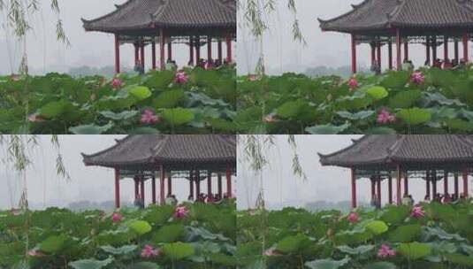 济南夏季大明湖，雨中荷花盛开娇艳醉人高清在线视频素材下载