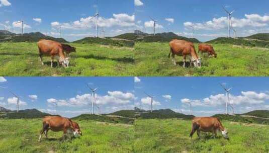 绿色高山牧场牛吃草风车风力发电高清在线视频素材下载