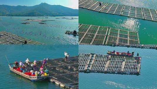 汕头南澳海洋牧场海草牡蛎生蚝养殖彩虹海高清在线视频素材下载