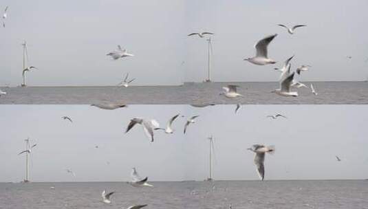 海鸥 海边 海平线 群鸟 大海高清在线视频素材下载