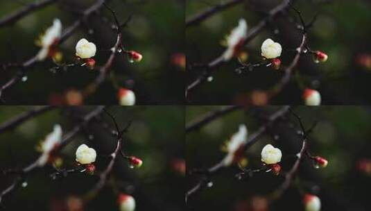 春天下雨天梅花花朵上的雨水雨滴雨珠高清在线视频素材下载