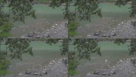 小河边成群结队的鹅和鸭子高清在线视频素材下载