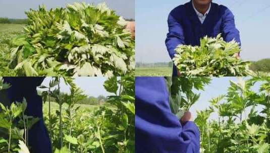 艾草 艾草采摘 割艾草高清在线视频素材下载