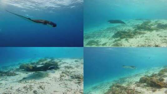 海洋生物 潜水 海底世界 蝠鲼 manta高清在线视频素材下载