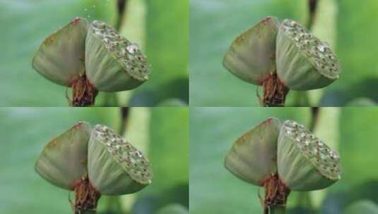 雨水滴落在并蒂莲上溅起水花特写高清在线视频素材下载