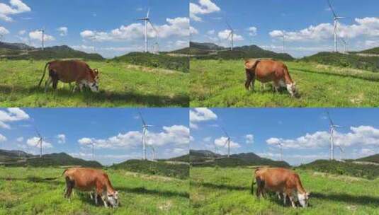 绿色高山牧场牛吃草风车风力发电高清在线视频素材下载