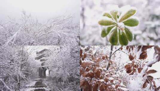 冻雨雾凇树挂雪景高清在线视频素材下载