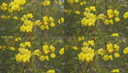 早春迎春花清明花小黄花花簇花瓣花蕊花朵高清在线视频素材下载