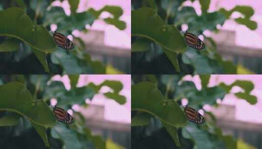 蝴蝶在植物上飞舞高清在线视频素材下载