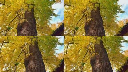 四川成都崇州罨画池巨大的银杏树高清在线视频素材下载