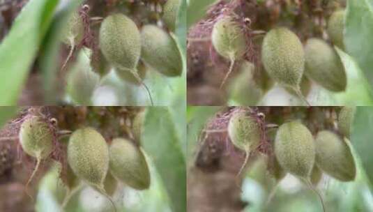 植物毛桃桃树结果花昆虫高清在线视频素材下载
