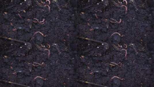实拍土壤中的蚯蚓高清在线视频素材下载