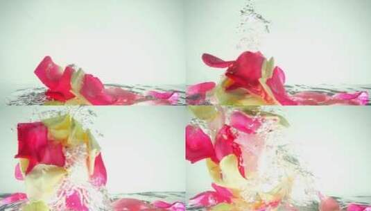 玫瑰花瓣在水里飞舞高清在线视频素材下载