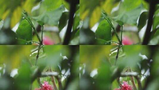 雨轻轻地落在花园的树叶上高清在线视频素材下载