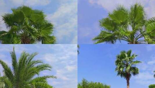 棕榈树热带植物蓝天白云树叶夏天晴朗绿叶高清在线视频素材下载