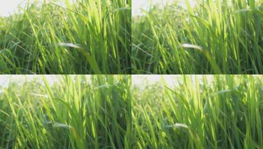 阳光照耀下的绿色青草嫩草高清在线视频素材下载