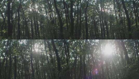 森林中穿透过树木的阳光高清在线视频素材下载