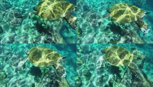海龟在海底游泳高清在线视频素材下载